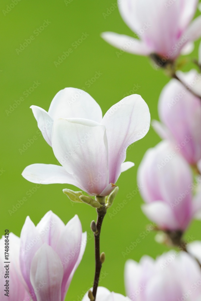 Fototapeta premium Tulip magnolia (Magnolia x soulangeana), Amabilis, cultivated variety
