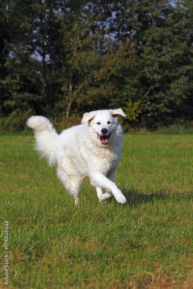 Kuvasz (Canis lupus familiaris), running, male, livestock guardian dog Kuvasz (Canis lupus familiaris), running, male, livestock guardian dog