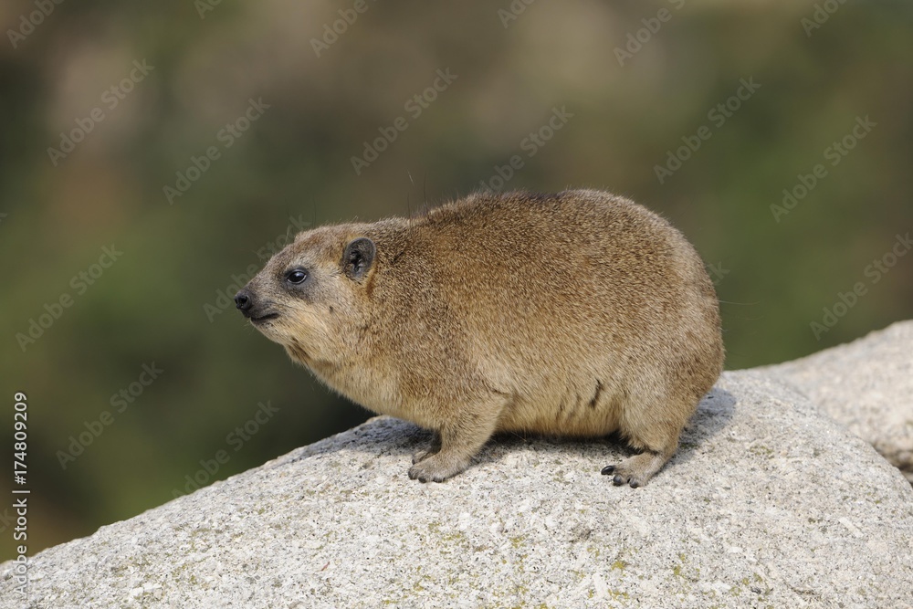 Naklejka premium Rock Hyrax or Cape Hyrax (Procavia capensis)