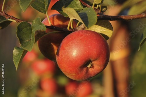 Red apples (Malus domestica) growing on a tree photo