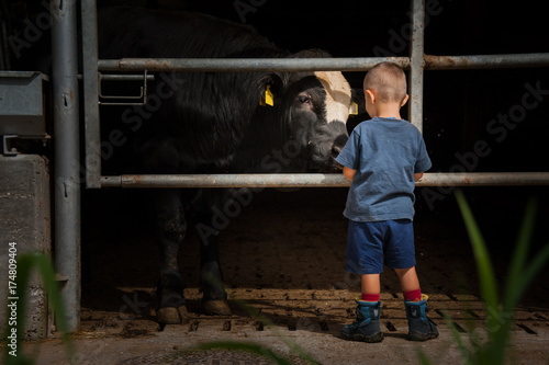 Obraz na plátně Un giovane toro nero fa amicizia con un bimbo, è un momento in cui si percepisce