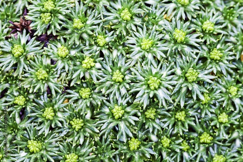 Cushion bolax (Azorella trifurcata 'Nana')