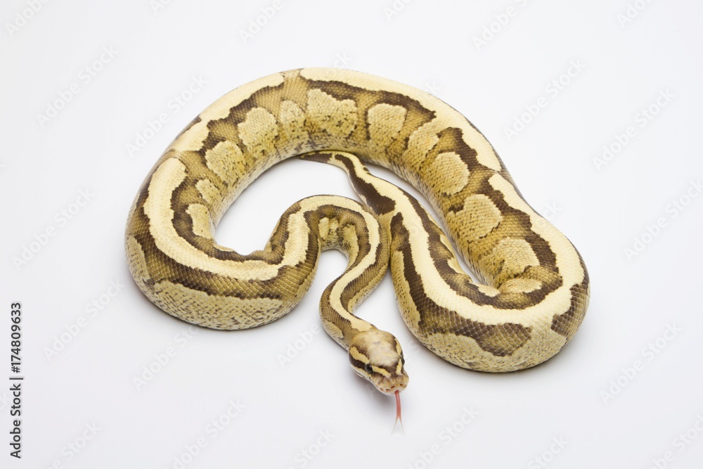 Obraz premium Vanilla Cream Ball Python or Royal Python (Python regius), male