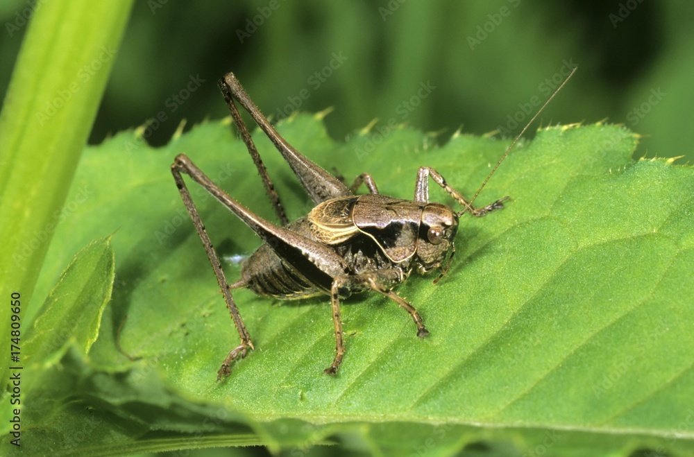 Dark Bush-cricket (Pholidoptera griseoaptera), male Dark Bush-cricket (Pholidoptera griseoaptera), male