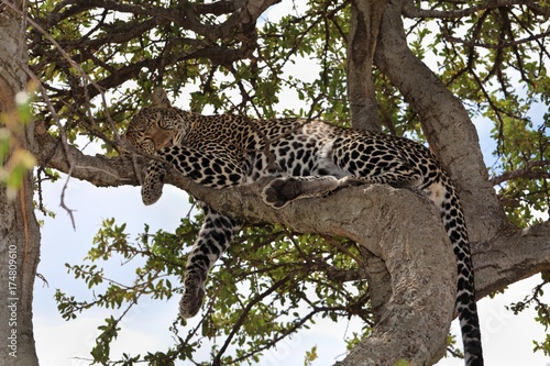 Leopard (Panthera pardus) sleeping in a fig tree, Masai Mara National Reserve, Kenya, East Africa, Africa, PublicGround, Africa