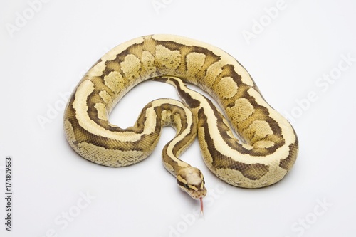 Vanilla Cream Ball Python or Royal Python (Python regius), male