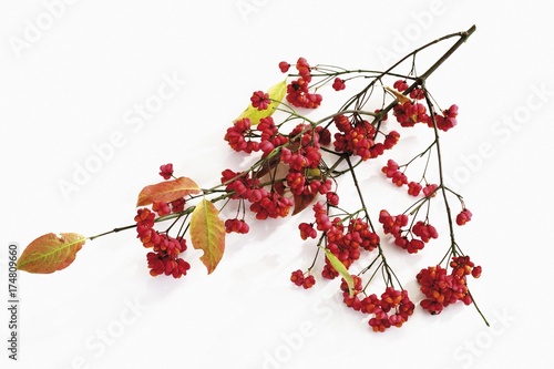 A branch of the European spindle (Euonymus europaeus)