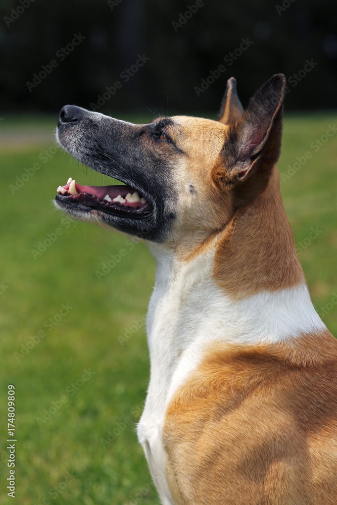 Half-breed, Podenco and Bernese Mountain Dog Mix (Canis lupus familiaris) domestic dog, bitch Half-breed, Podenco and Bernese Mountain Dog Mix (Canis lupus familiaris) domestic dog, bitch