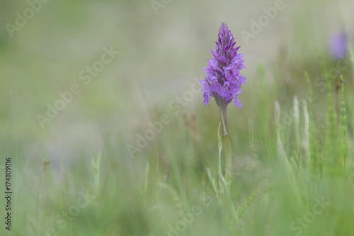 Heath spotted orchid  Moorland spotted orchid  Dactylorhiza maculata 