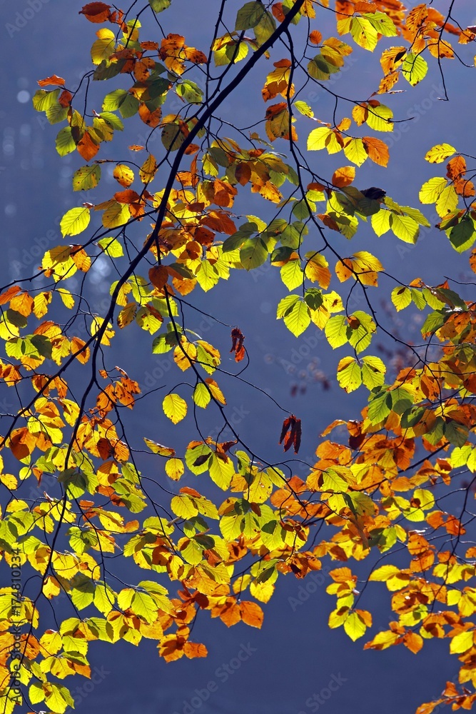 Autumn-coloured leaves, European Beech (Fagus sylvatica) Autumn-coloured leaves, European Beech (Fagus sylvatica)