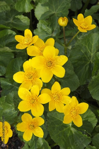 Flowering Kingcup or Marsh Marigold (Caltha palustris) photo