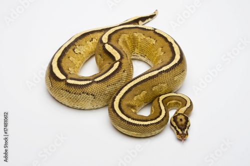 Superstripe Ball Python or Royal Python (Python regius), male photo