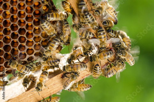 pszczoły na plastrze miodu w pasiece