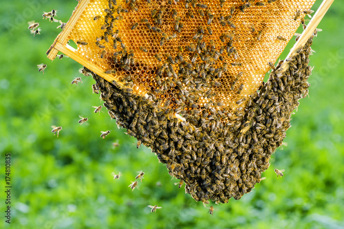 pszczoły na plastrze miodu w pasiece