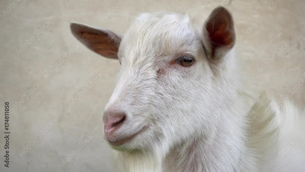 A cute young white goat looks in different directions close up. A cute young white goat looks in different directions close up.