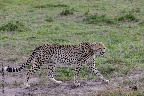 Cheetah (Acinonyx jubatus), Masai Mara National Reserve, Kenya, East Africa, PublicGround, Africa