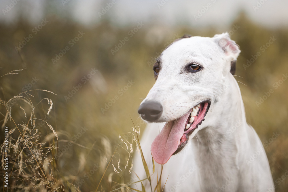 Greyhound Greyhound