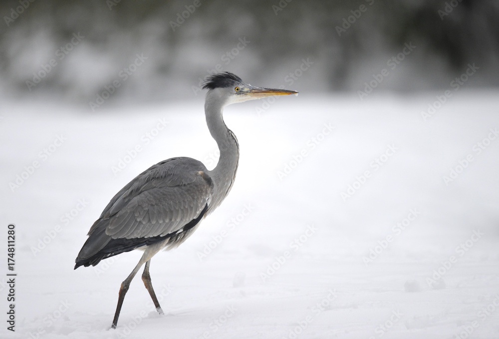 Obraz premium Grey Heron (Ardea cinerea) in the snow