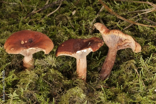 Lactarius Sphagneti (Lactarius sphagneti), Untergroeningen, Baden-Wuerttemberg, Germany, Europe photo