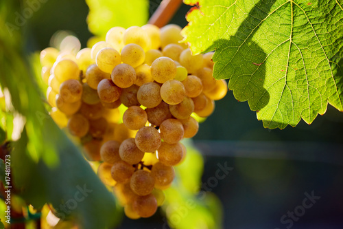 Close up of a yellow grape in the vineyard