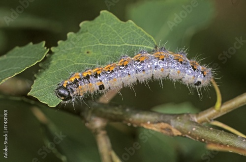 Chocolate-tip (Clostera curtula), caterpillar in aspen tree © imageBROKER