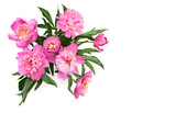 Bouquet of pink peonies on a white background with space for text. Top view, flat lay