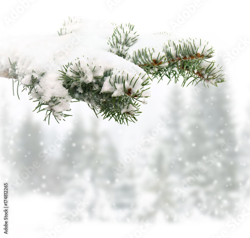 Sprig of christmas tree (spruce) in snow on a background winter fir forest during snowfall