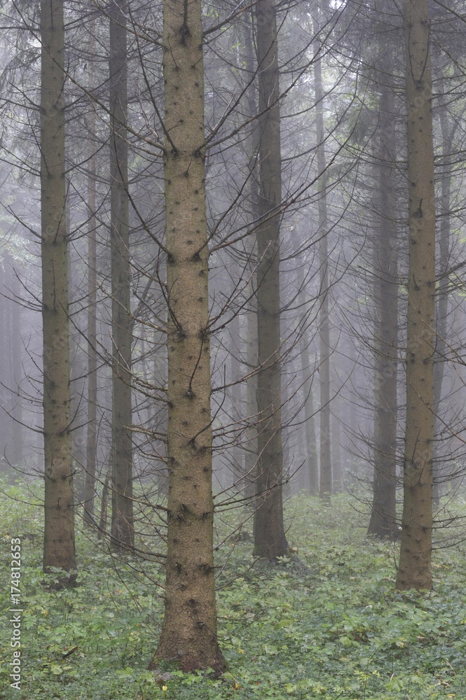 Obraz premium Spruce forest (Picea abies)