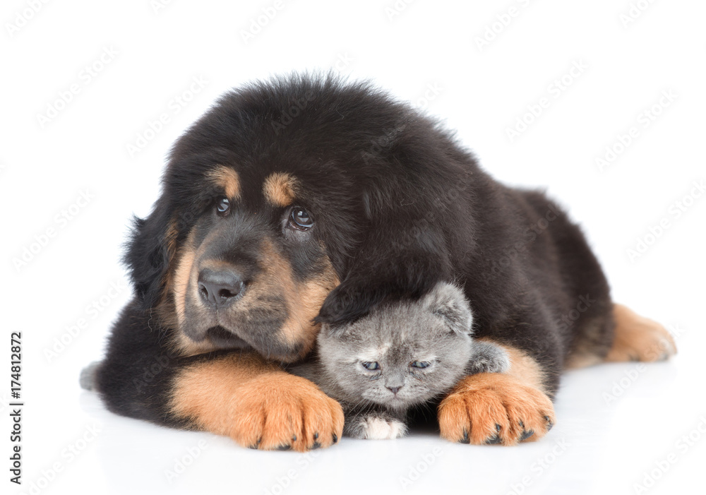 Puppy of a Tibetan mastiff hugs a little kitten. isolated on white background Puppy of a Tibetan mastiff hugs a little kitten. isolated on white background