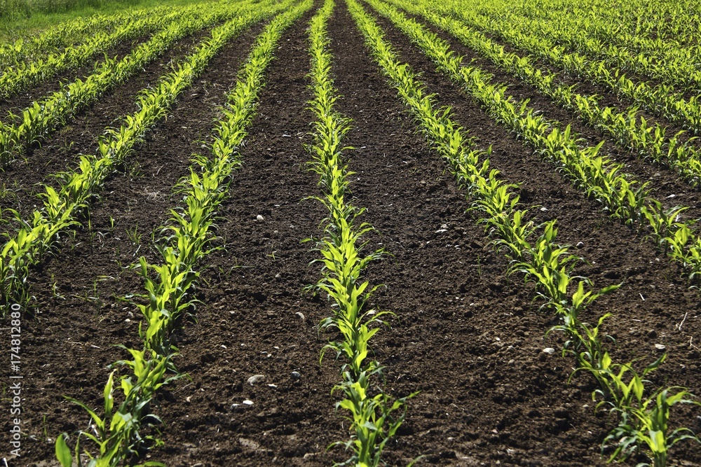 Young maize plants on a field, cultivation for biogas, Upper Swabia, Baden-Wuerttemberg, Germany, Europe Young maize plants on a field, cultivation for biogas, Upper Swabia, Baden-Wuerttemberg, Germany, Europe
