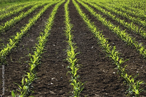 Young maize plants on a field  cultivation for biogas  Upper Swabia  Baden-Wuerttemberg  Germany  Europe