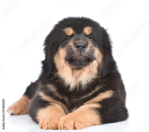 Happy puppy of Tibetan mastiff lying in front view. isolated on white background