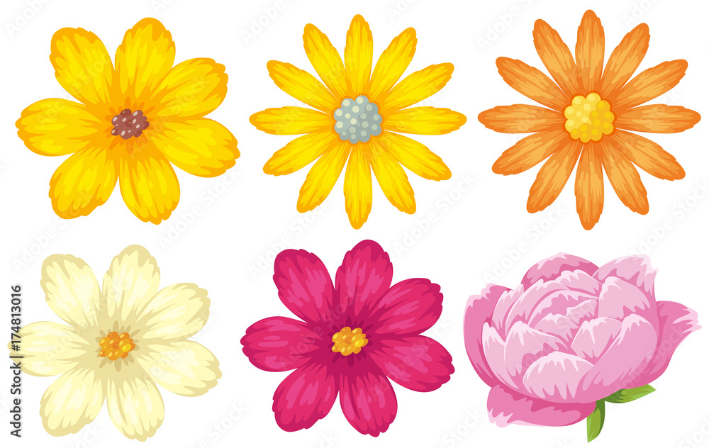 Different kinds of flowers in yellow and pink