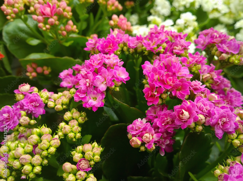 Kalanchoe blossfeldiana in florist shop. Background image, selective focus. Kalanchoe blossfeldiana in florist shop. Background image, selective focus.