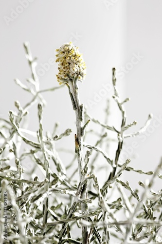 Cushion Bush (Calocephalus brownii) shrub photo