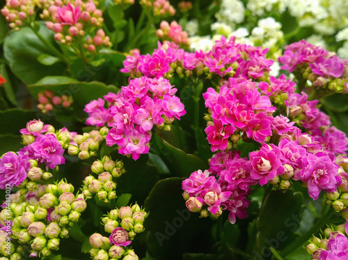 Принти на полотні Kalanchoe blossfeldiana in florist shop