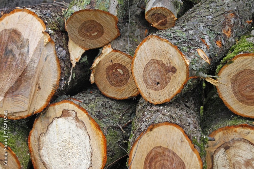 Stämme eines gefällten kranken Apfelbaumes Stämme eines gefällten kranken Apfelbaumes
