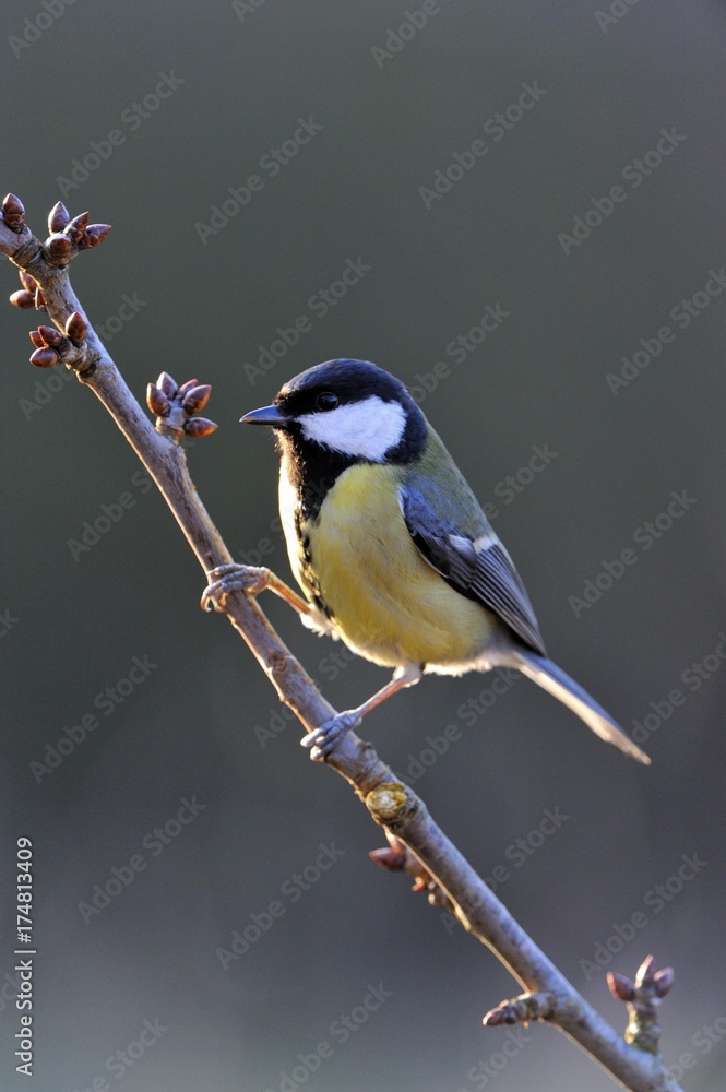 Obraz premium Great Tit (Parus major)