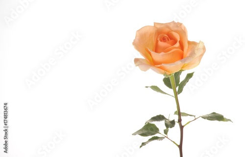Rose  Rosa 