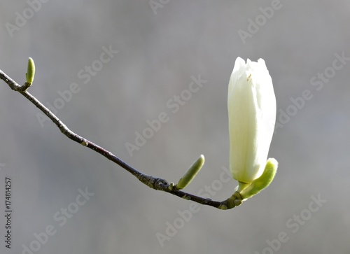 Yulan Magnolia (Magnolia denudata Desr.), Central China photo