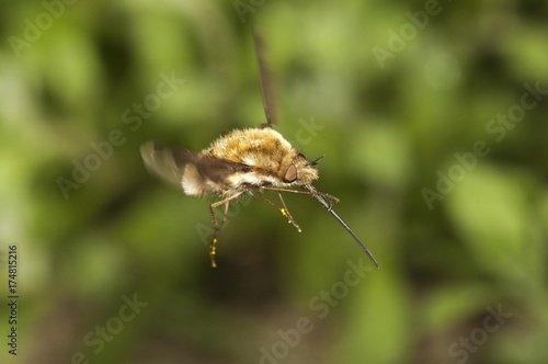 Large bee fly (Bombylius major), Untergroeningen, Baden-Wuerttemberg, Germany, Europe