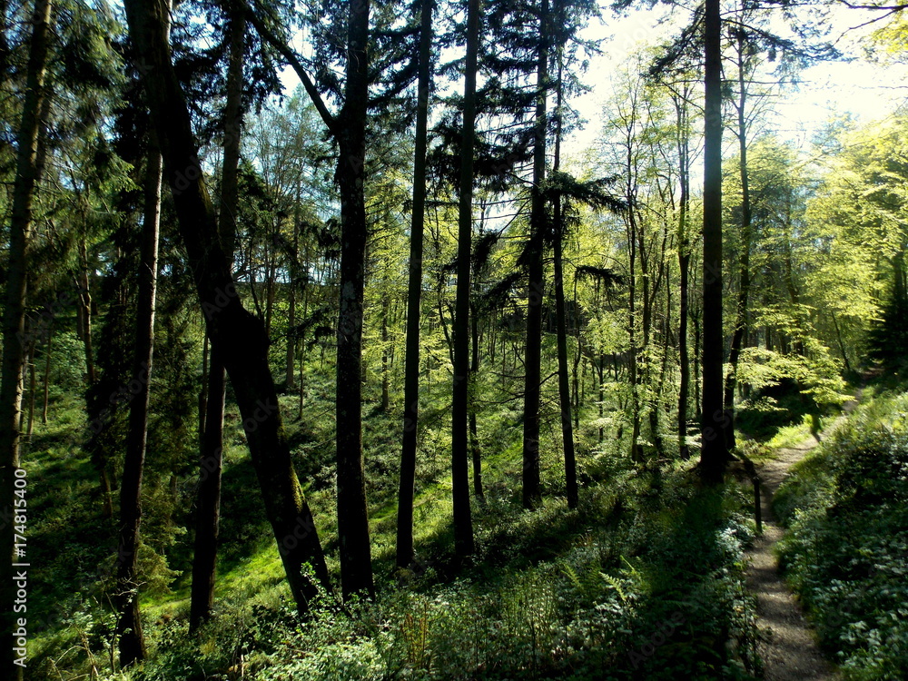 Fototapeta premium Seguendo la luce nella foresta
