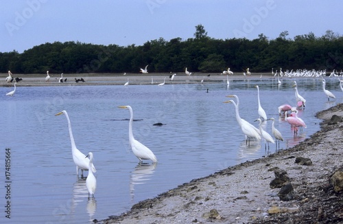 Fototapeta Naklejka Na Ścianę i Meble -  Great Egret (Casmerodius albus), Snowy Egret (Egretta thula) and Roseate Spoonbill (Ajaia ajaia)