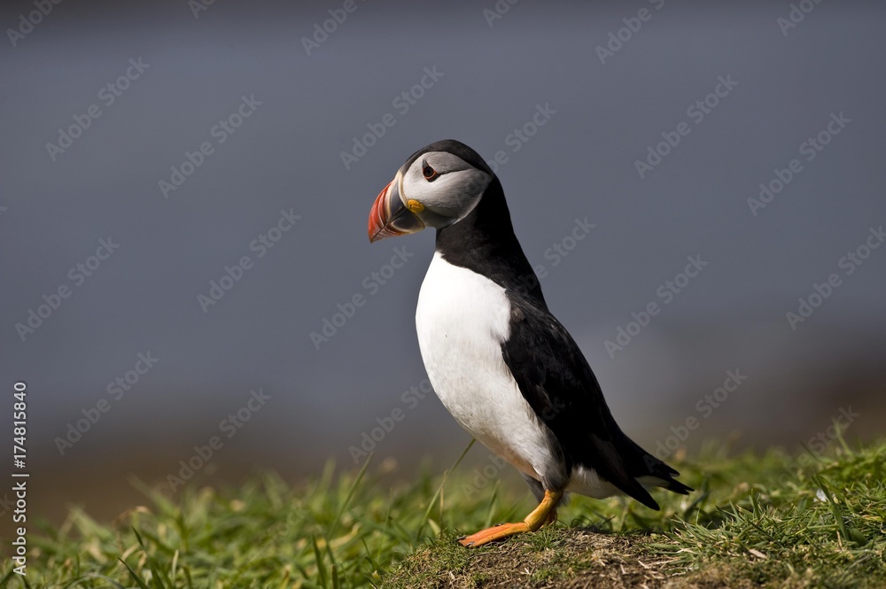 Fototapeta premium Atlantic Puffin (Fratercula arctica), Treshnish Island, Scotland, United Kingdom, Europe