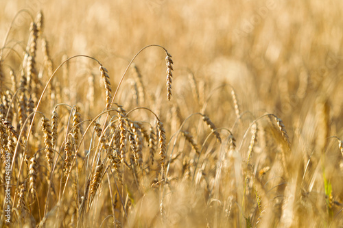 Wheat field on a summer sunny day