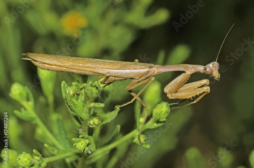 Praying mantis (Mantis religiosa), males ready to strike photo