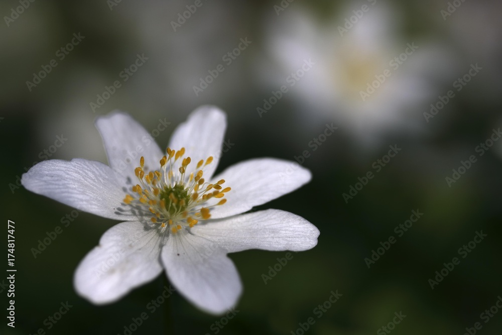Wood Anemone (Anemone nemorosa) Wood Anemone (Anemone nemorosa)