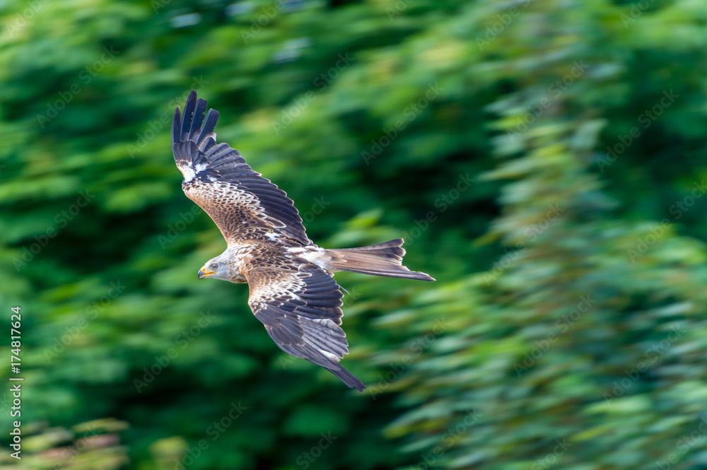 Obraz premium Black Kite