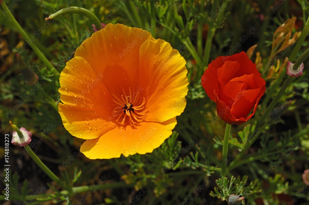 Fototapeta premium Flowering Iceland poppies (Papaver nudicaule) with rain drops