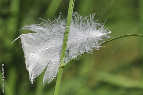 Feather of a swan on reed